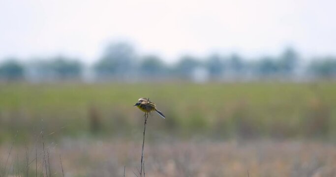 Western yellow wagtail or Motacilla flava in the summer fields