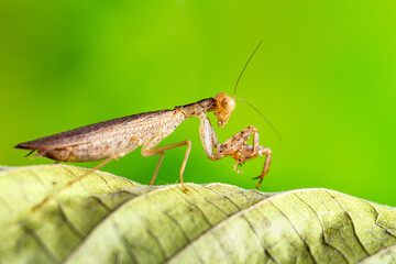 Closeup mantis on leaf over green background. Macro shot insect.