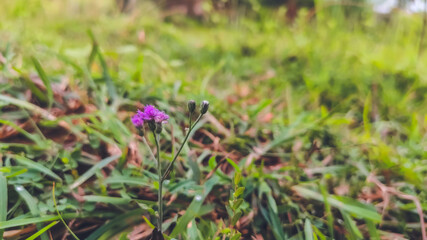 selective focus on beautiful purple flower