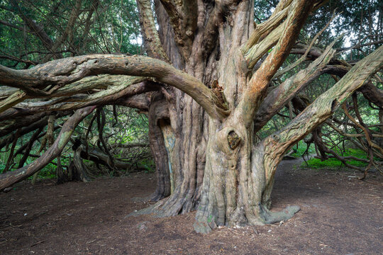 An ancient gnarled Yew tree in a forest