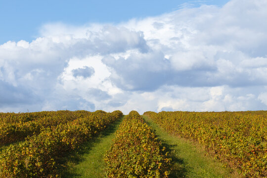 Green Field Of Blackcurrant.