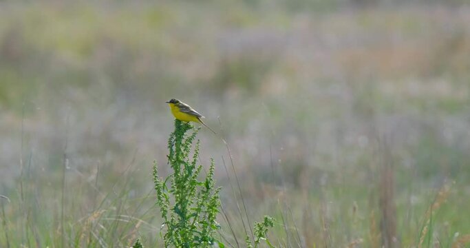 Western yellow wagtail or Motacilla flava in the summer fields