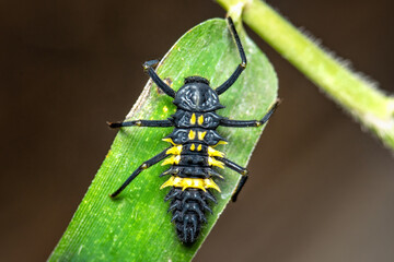 Closeup ladybug larva on green leaf. Macro shot of ladybird larva. 