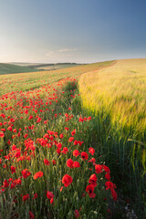  A poppy and barley field in the summer