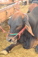 Bulls Head Close Up, Beautiful cow for sale in the market for the sacrifice feast of Eid