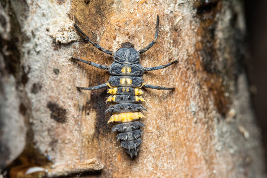 Closeup ladybug larva on tree trunk. Macro shot of ladybird larva.
