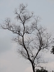 tree in winter