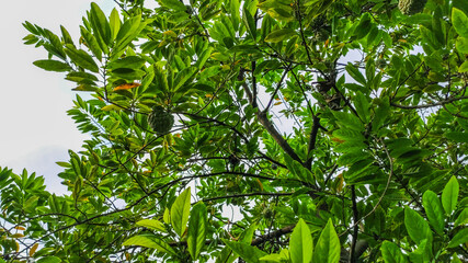 Fototapeta na wymiar a green apple on tree along with sky