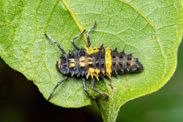 Closeup ladybug larva on green leaf. Macro shot of ladybird larva. 