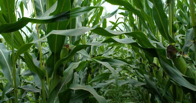 corn workers, the camera goes forward. Slow motion
