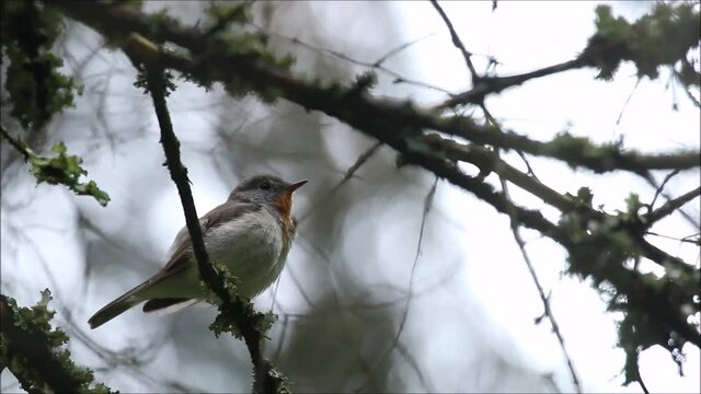 A small songbird Red-breasted flycatcher, Ficedula parva perched in an old-growth boreal forest in Estonian wilderness, Northern Europe. 