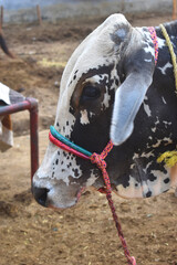 Bulls Head Close Up, Beautiful cow for sale in the market for the sacrifice feast of Eid