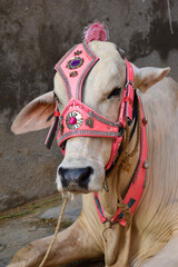 Bulls Head Close Up, Beautiful cow for sale in the market for the sacrifice feast of Eid