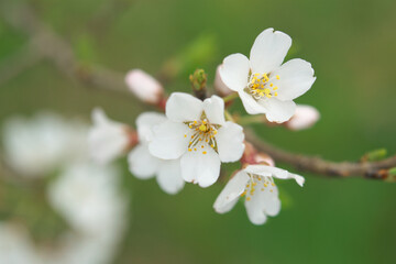 桜