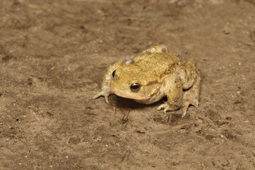 Common European toad sitting on the ground
