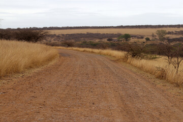Fototapeta na wymiar Safari dirt road