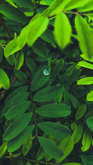 Obraz na płótnie Canvas water drop on green leaves of a plant