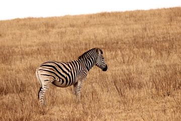 Fototapeta na wymiar Zebra in the tall dry African grass