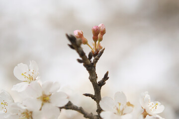 桜