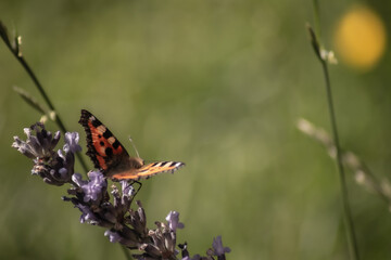 butterfly on a flower