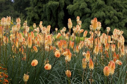 Flowerbed of pale orange red hot pokers or kniphofia in garden