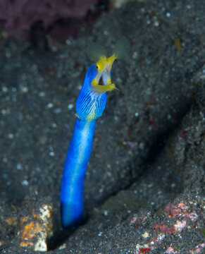 Ribbon Eel - Rhinomuraena quaesita (adult male). Underwater world of Tulamben, Bali, Indonesia.