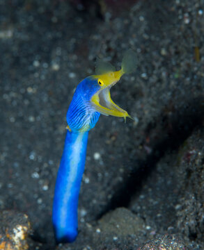 Ribbon Eel - Rhinomuraena quaesita (adult male). Underwater world of Tulamben, Bali, Indonesia.