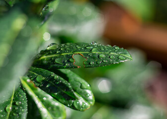 leaf in rain