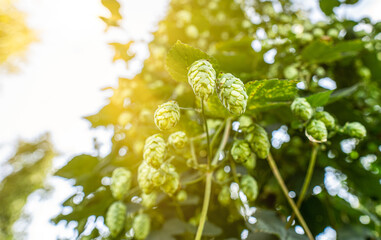 Green fresh hop cones for making beer and bread closeup, agricultural background.