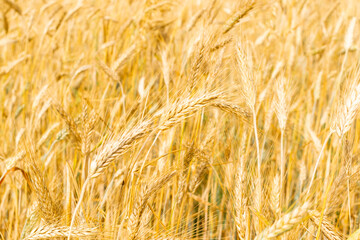 Wheat Field Texture Background with Ripening Ears