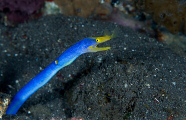 Ribbon Eel - Rhinomuraena quaesita (adult male). Underwater world of Tulamben, Bali, Indonesia.