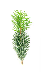 Natural green spruce twig background or texture