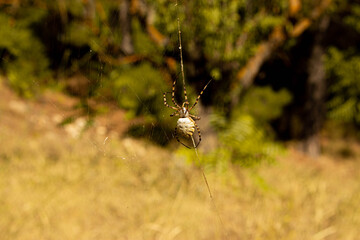Araña tigre cerca de Alcala del Jucar