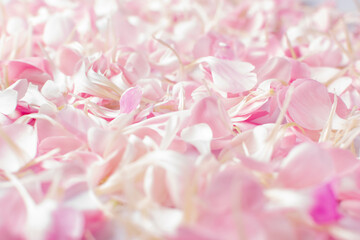 Fototapeta premium Pink Carnation Petals Texture, Dianthus or Schabaud Background