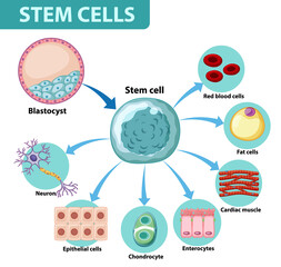 Information poster on human cells