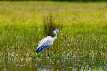 heron in the grass