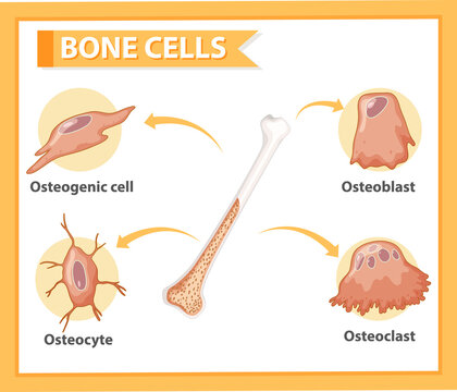 Human bone cells anatomy