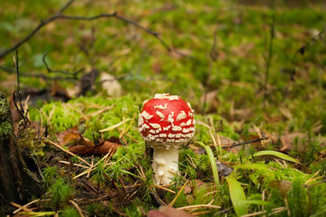 Beautiful mushroom fly agaric in a picturesque forest.