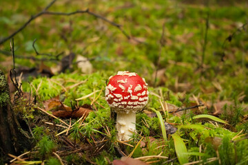 Beautiful mushroom fly agaric in a picturesque forest.