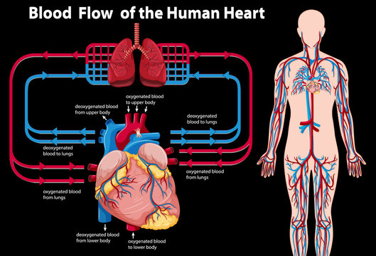 Blood flow of the human heart