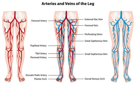 Arteries and veins of the leg