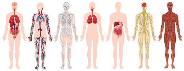 Set of human body and anatomy