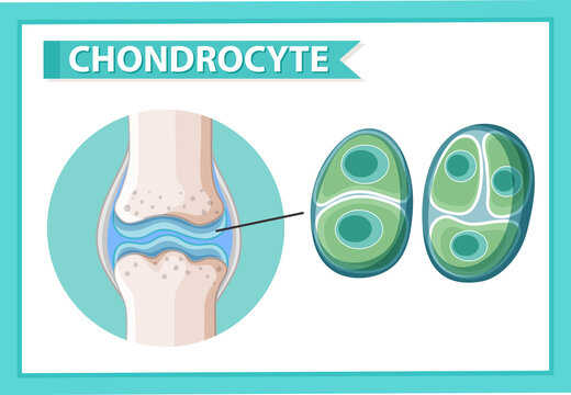 Informative poster of chondrocyte