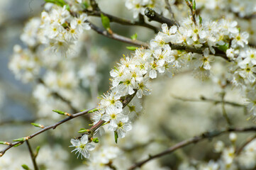 blossom in spring