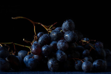 Grape Muscat Hamburg. A beautiful cluster of fresh ripe dark blue-purple berries full of water droplets on their skin. Grape cluster with its cane, rachis, peduncles and pedicels.