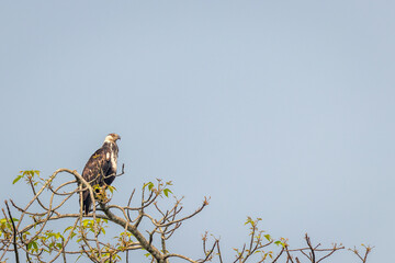 European Honey Buzzard (Pernis apivorus), Queen Elizabeth National Park, Uganda.	