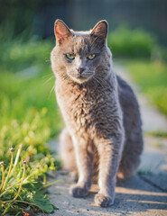 cat on the grass