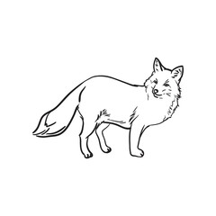 Hand drawn fox. Vector illustration.