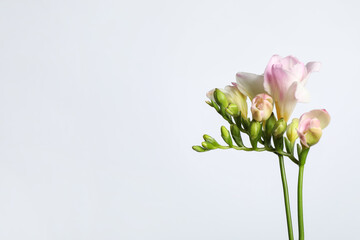 Beautiful blooming pink freesias on light background. Space for text
