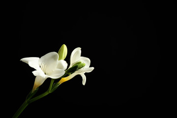 Beautiful white freesia flowers on black background. Space for text